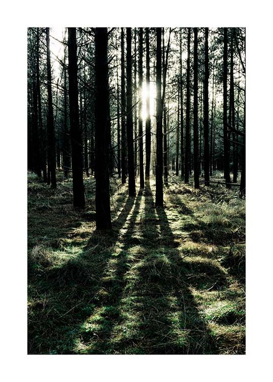  – Fotografie eines Waldes mit Sonnenlicht, das durch die Bäume fällt