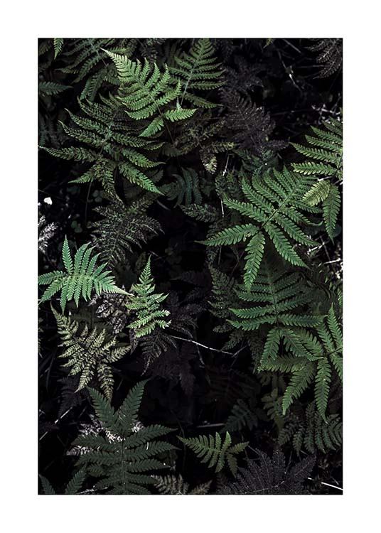 Forest Treasure Poster / Fotografien bei Desenio AB (2827)