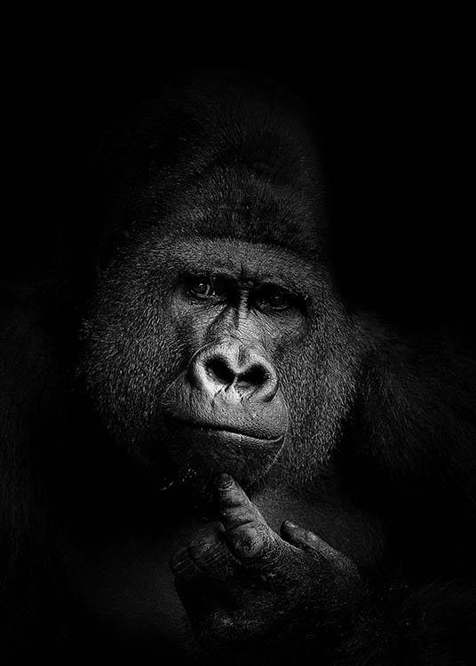 Gorilla B&W Poster / Schwarz-Weiß bei Desenio AB (2910)