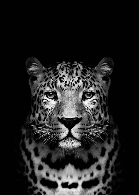 Leopard B&W Poster / Schwarz-Weiß bei Desenio AB (2912)