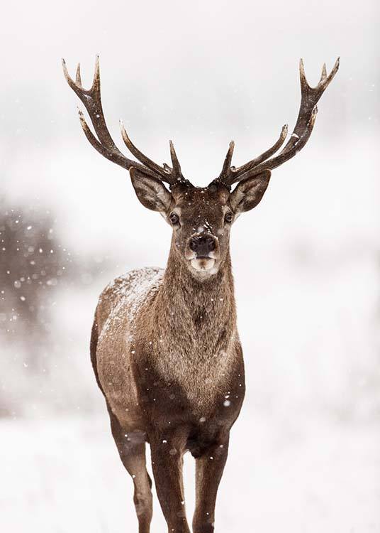  – Fotografie eines Hirsches umgeben von Schnee in einer Winterlandschaft