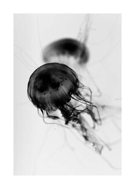 Floating Jelly Fish Poster / Schwarz-Weiß bei Desenio AB (3104)