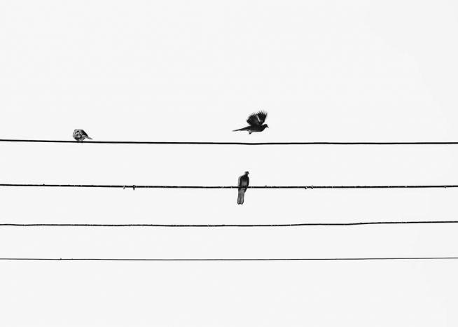 Birds On The Wire Poster / Schwarz-Weiß bei Desenio AB (3105)