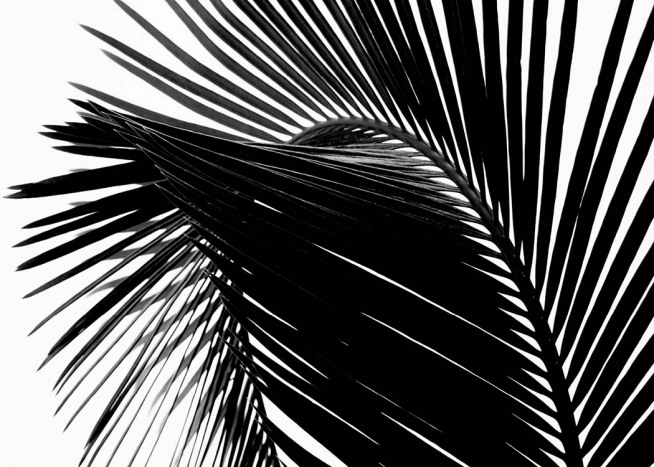 Black Palm Leaf One Poster / Fotografien bei Desenio AB (3277)