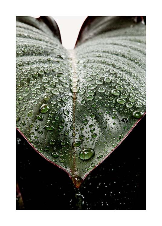 Wet Rubber Leaf Two Poster / Fotografien bei Desenio AB (3336)