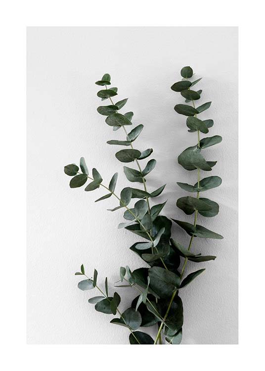  – Fotografie von einigen Eukalyptuszweigen mit grünen Blättern vor einem grauen Hintergrund