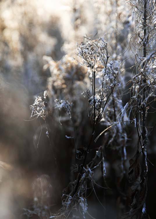 Frosty Meadow Poster / Fotografien bei Desenio AB (3495)