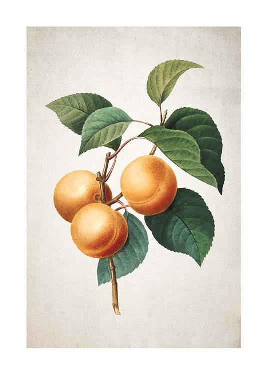 Apricot Poster / Küchenposter bei Desenio AB (3513)