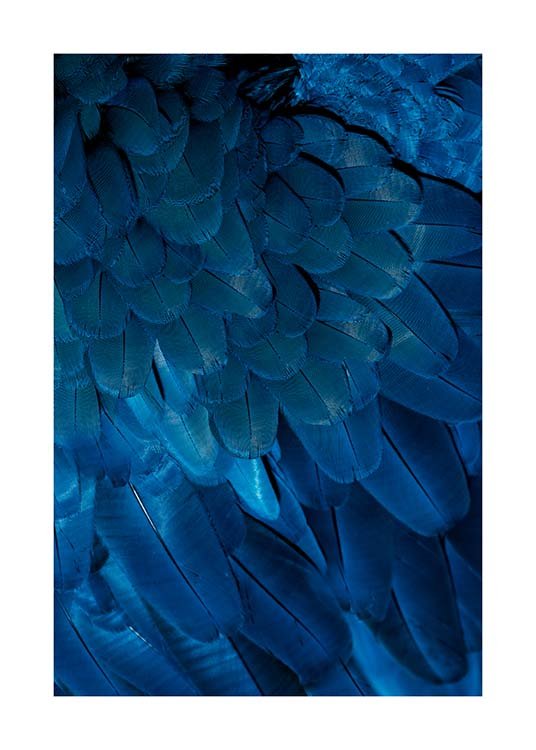 Deep Blue Feathers Poster / Fotografien bei Desenio AB (3538)