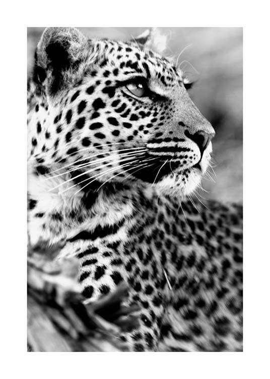 Leopard Poster / Schwarz-Weiß bei Desenio AB (3541)