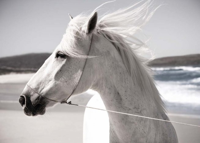 White Horse On Beach Poster / Fotografien bei Desenio AB (3547)