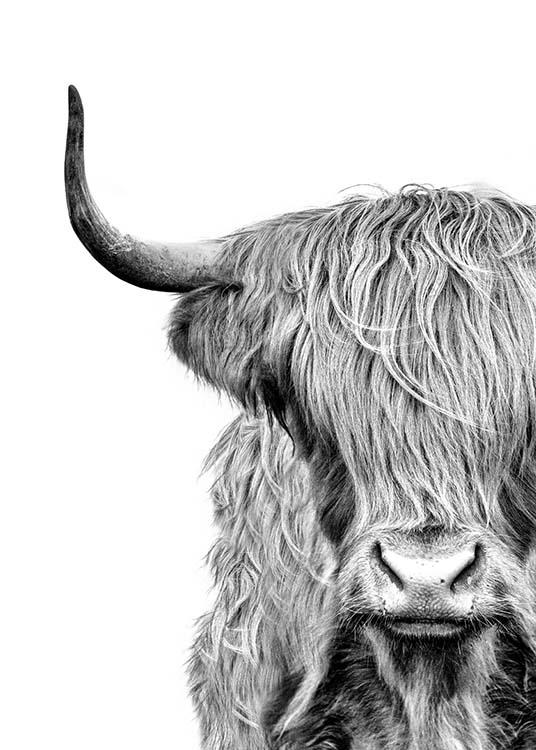  – Schwarz-weiß-Fotografie einer Highland-Kuh, die Augen von Fell verdeckt