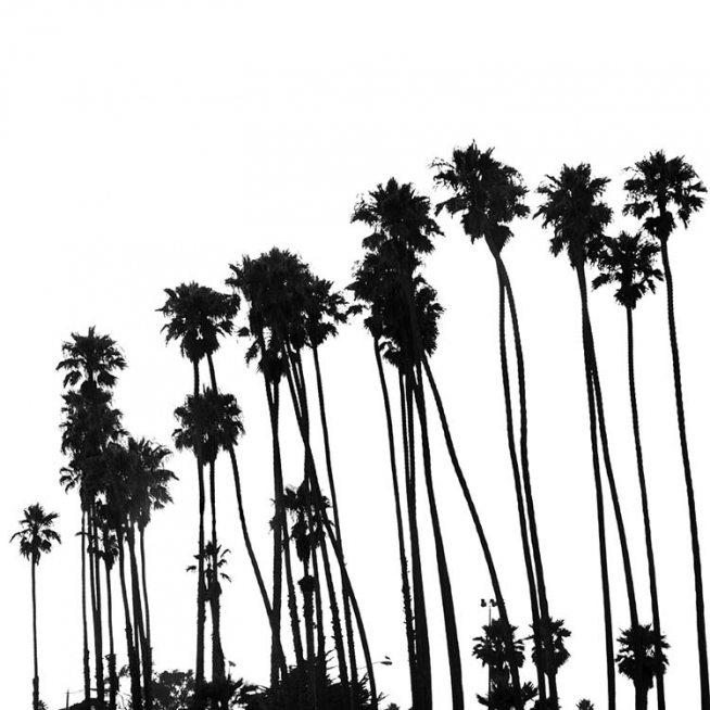 Venice Beach Palm Trees No1 Poster / Schwarz-Weiß bei Desenio AB (3776)