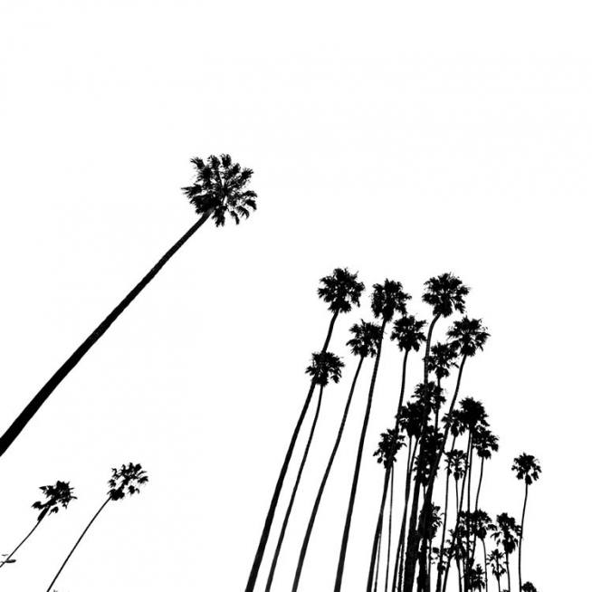 Venice Beach Palm Trees No2 Poster / Schwarz-Weiß bei Desenio AB (3777)