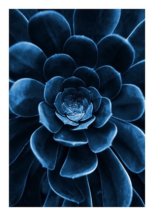  – Fotografie einer Sukkulente in Dunkelblau mit dem Fokus auf den Blättern in der Mitte