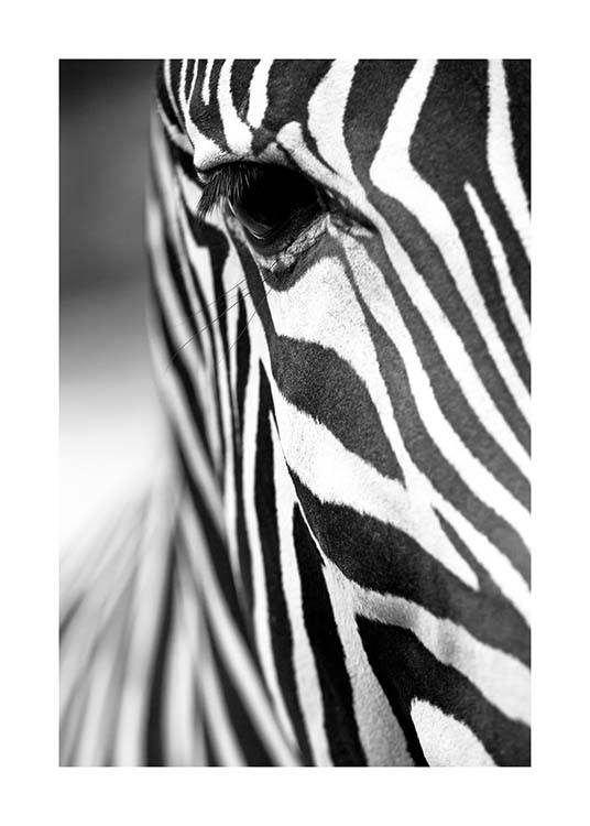 Zebra Close Up Poster / Schwarz-Weiß bei Desenio AB (3855)
