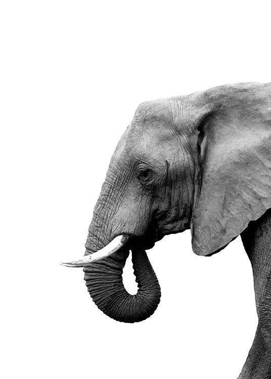 Elephant From Side Poster / Schwarz-Weiß bei Desenio AB (3893)