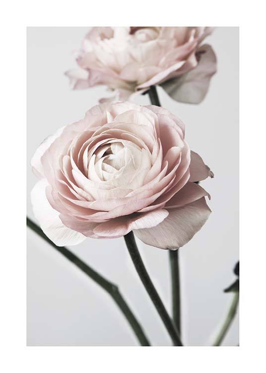 Pink Ranunculus One Poster / Fotografien bei Desenio AB (3923)