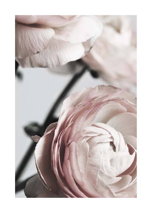 Pink Ranunculus Two Poster / Fotografien bei Desenio AB (3924)