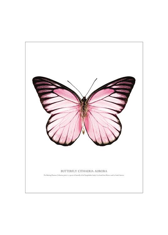 Butterfly Pink, White Background Poster  / Poster mit Sprüchen bei Desenio AB (7461)