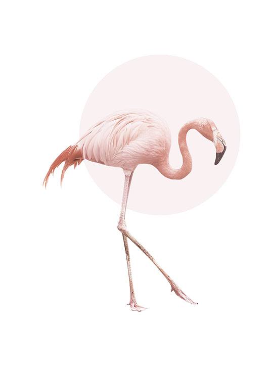 Illustrated Flamingo, Poster / Tiere bei Desenio AB (7826)