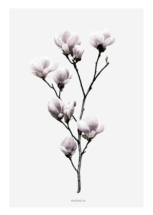 Magnolia, Poster / Botanik bei Desenio AB (7911)