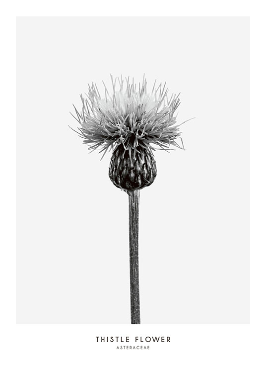 Thistle Flower, Poster / Schwarz-Weiß bei Desenio AB (7937)
