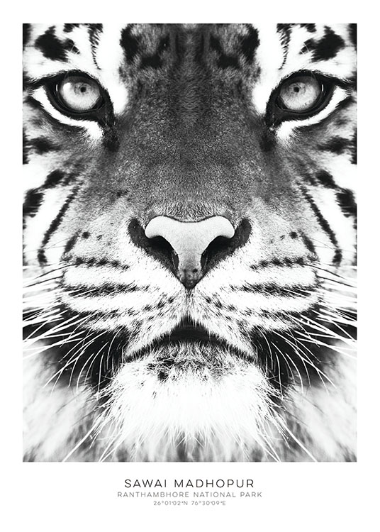 Tiger, Poster / Schwarz-Weiß bei Desenio AB (7950)