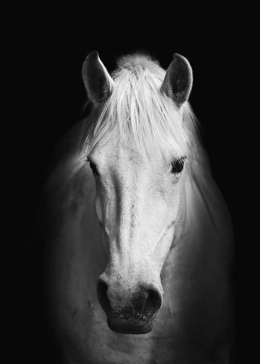 Plakate Und Poster Mit Fotos Schwarz Weiss Poster Mit Pferd Desenio De