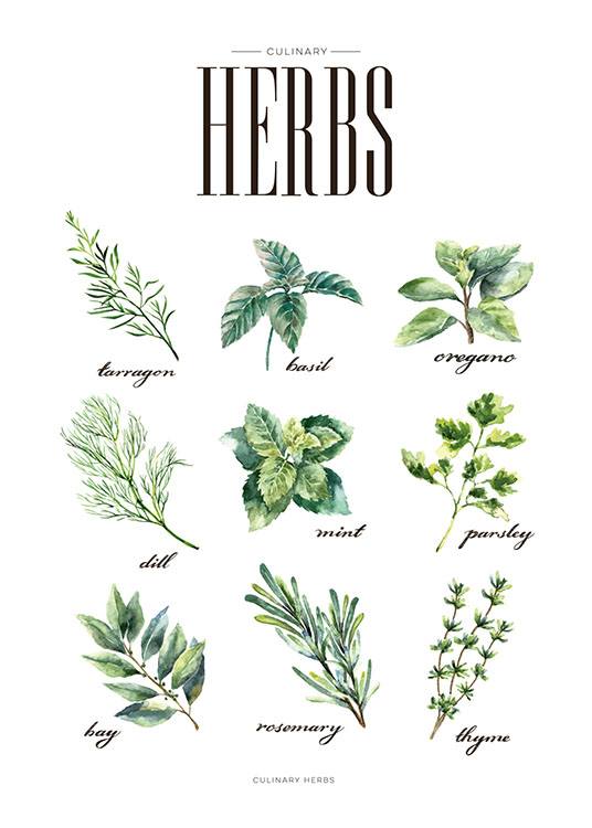 Herbs Green, Poster / Küchenposter bei Desenio AB (8230)