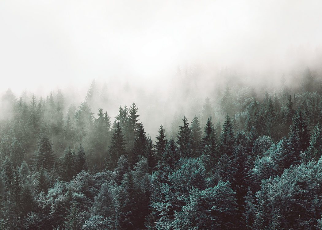  – Fotografie einer nebligen Waldlandschaft mit nebelbedeckten Baumkronen