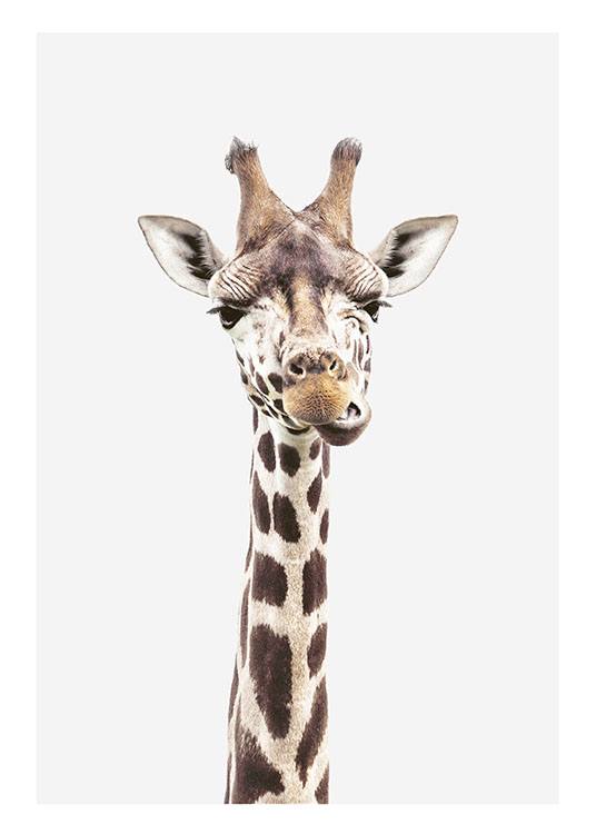 Baby Giraffe, Poster / Giraffen bei Desenio AB (8358)