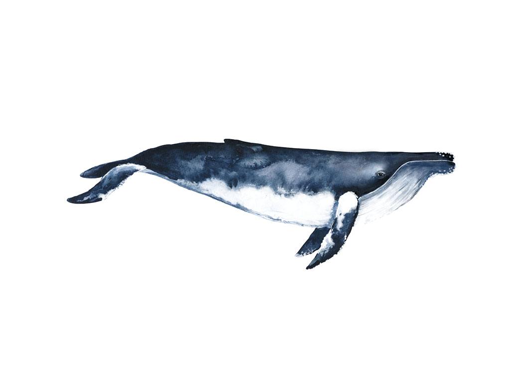 Humpback Whale, Poster / Illustration bei Desenio AB (8416)