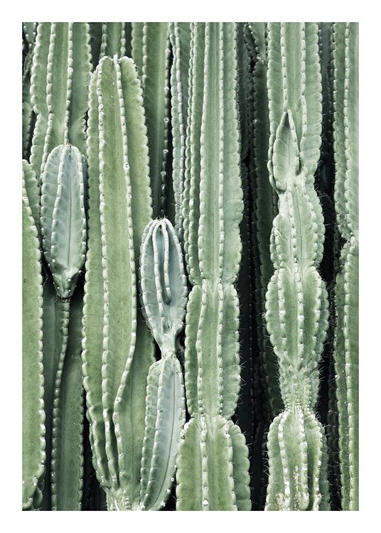 Cactus, Poster / Fotografien bei Desenio AB (8539)