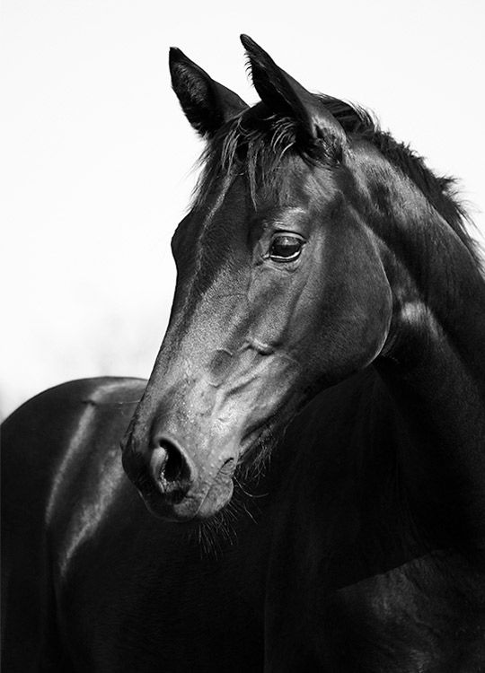 Black Stallion, Poster / Fotografien bei Desenio AB (8575)