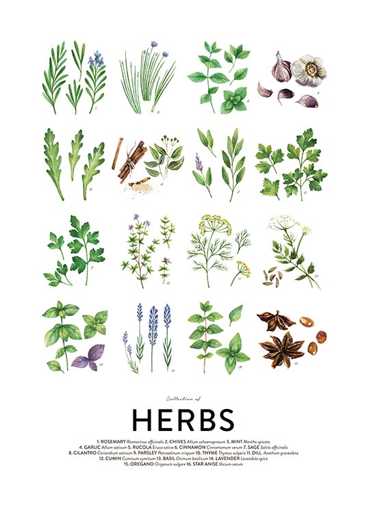 Culinary Herbs, Poster / Kochrezepte bei Desenio AB (8589)