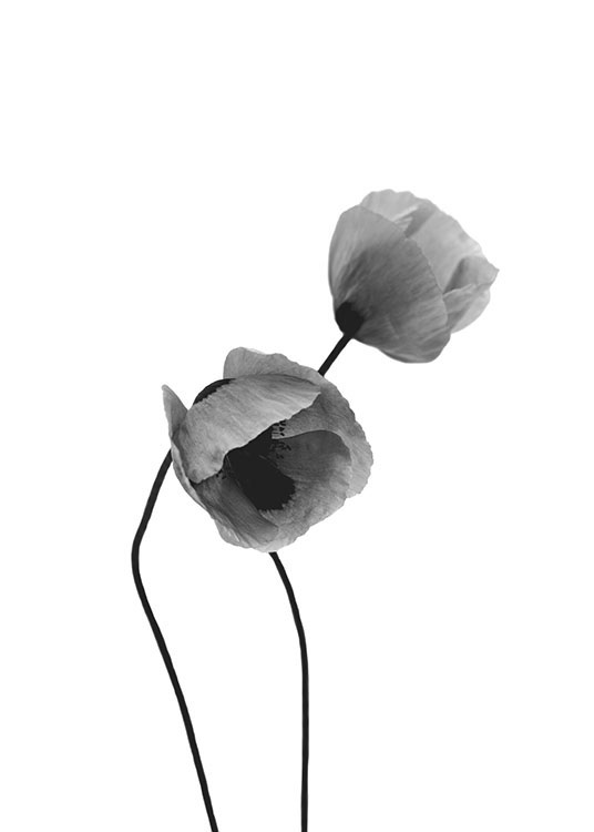 Grey Poppy Flowers, Poster / Schwarz-Weiß bei Desenio AB (8631)