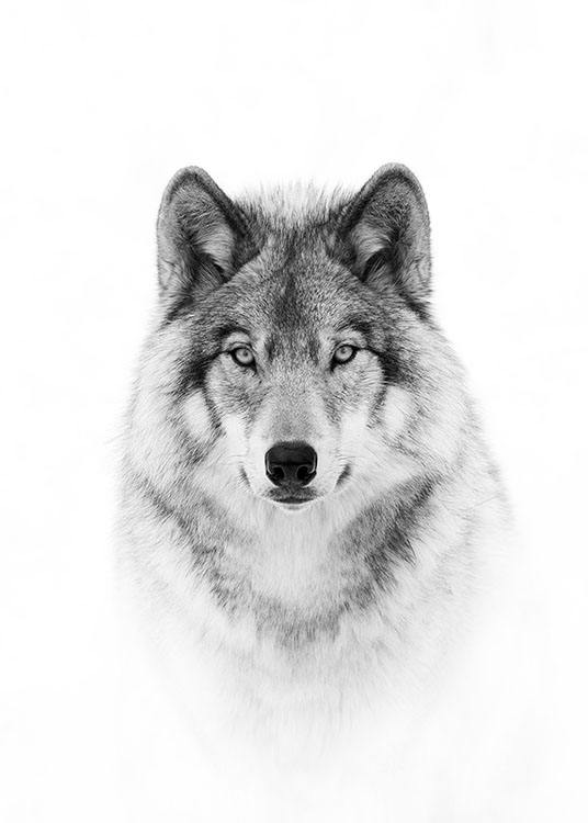 Wolf Poster / Schwarz-Weiß bei Desenio AB (8693)