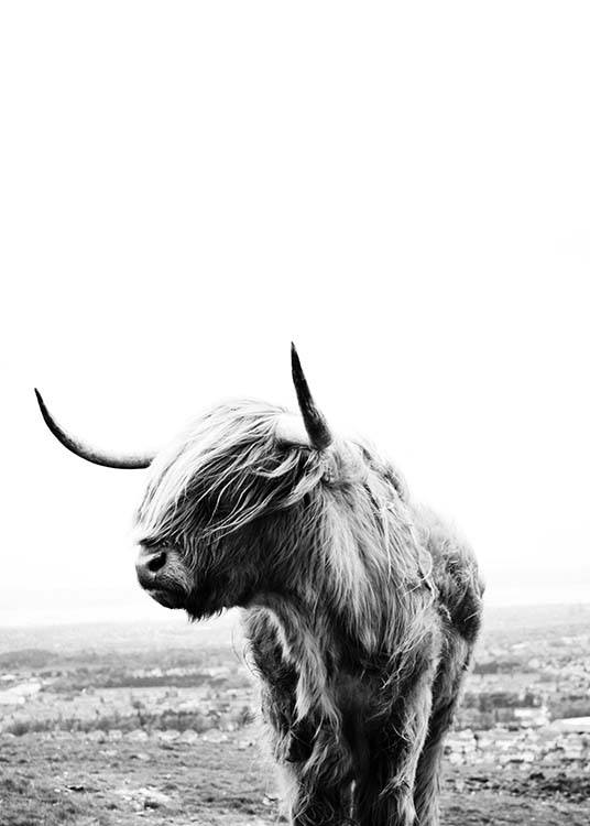  – Schwarz-weiß-Fotografie einer Highland-Kuh, die den Kopf zur Seite neigt