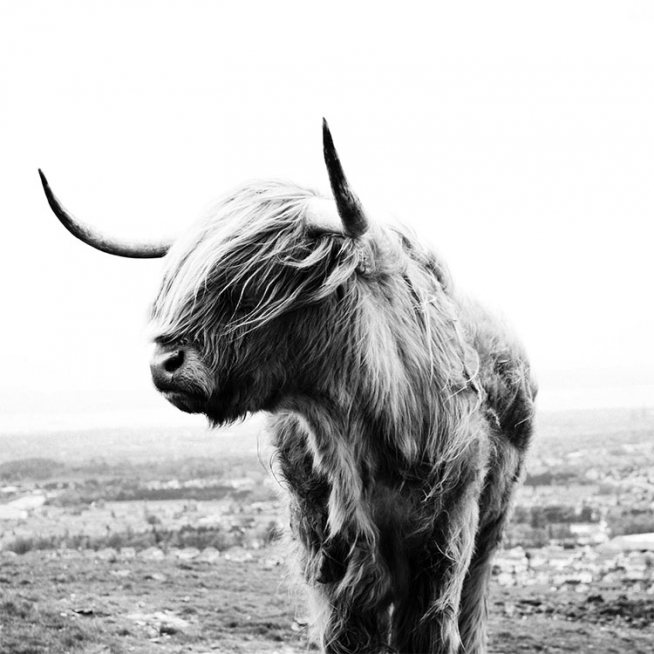 Highland Cow B&W Poster / Tiere bei Desenio AB (8826)