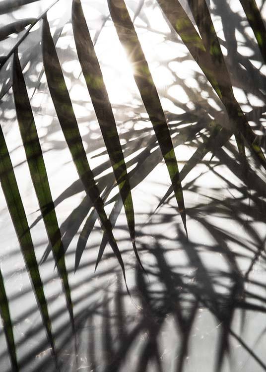 Palm Leaves Sunlight Poster / Fotografien bei Desenio AB (8851)
