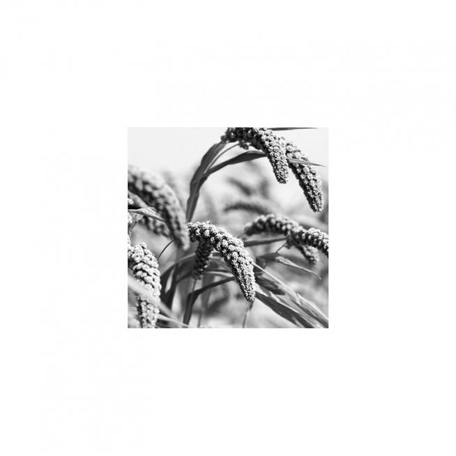Jungle Rice Poster / Schwarz-Weiß bei Desenio AB (8911)