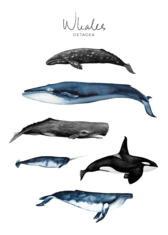 Whales Poster / Kinder bei Desenio AB (8989)