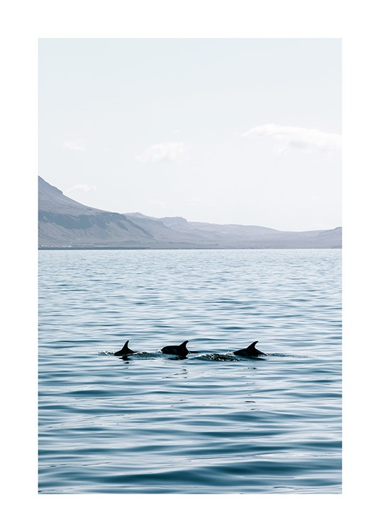  - Fotografie von drei Delfinen, die im offenen Wasser schwimmen, im Hintergrund Berge